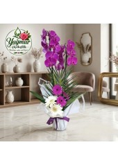 Gönül Esintisi - Mor Orkide & Gerbera Aranjmanı